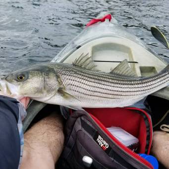Striped Bass – the Ultimate Predator, Gamefish, and Meal – Between  Northeastern Tides